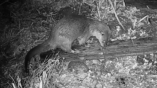 Terugkeer grote zoogdieren