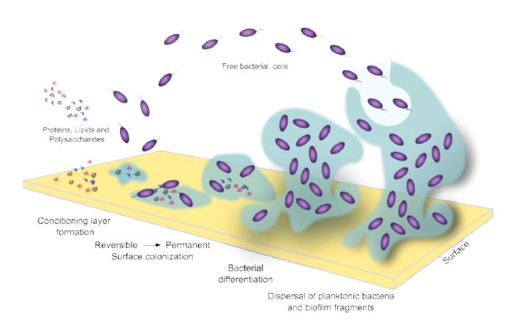 Inventarisatie toepasbaarheid LD-IR spectroscopie voor de typering en analyse van bacteriële biofilms