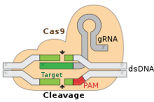 CRISPR-Cas voor de drinkwatermicrobiologie?